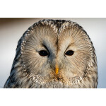 Used Tamron SP 70-200mm f/2.8 Di VC USD G2 Lens for Canon EF - Fair 14