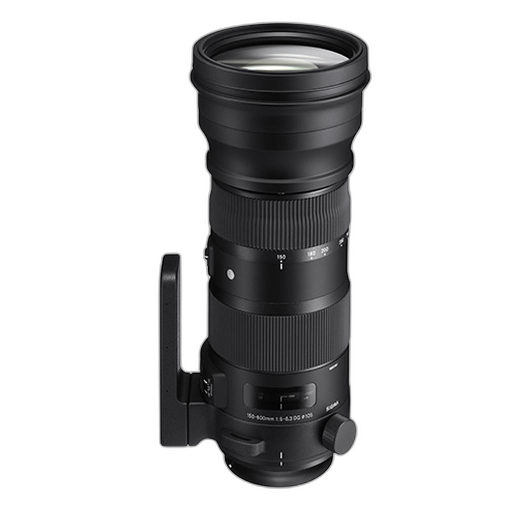 Sigma 150-600mm Sports: Affordable Reach for Wildlife and Sports