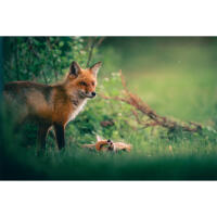 Personal One-on-One: Wildlife Photography with Bobby Stormer 1