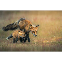 Personal One-on-One: Wildlife Photography with Bobby Stormer 2