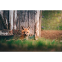 Personal One-on-One: Wildlife Photography with Bobby Stormer 3