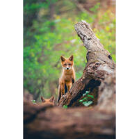 Personal One-on-One: Wildlife Photography with Bobby Stormer 4
