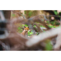 Personal One-on-One: Wildlife Photography with Bobby Stormer 5