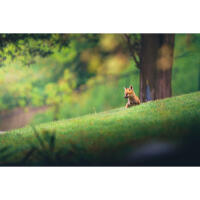 Personal One-on-One: Wildlife Photography with Bobby Stormer 6