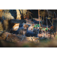 Personal One-on-One: Wildlife Photography with Bobby Stormer 7