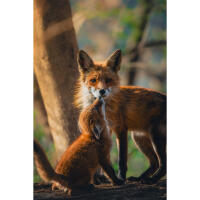 Personal One-on-One: Wildlife Photography with Bobby Stormer 8