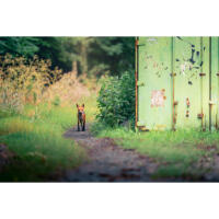 Personal One-on-One: Wildlife Photography with Bobby Stormer 9