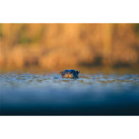 Personal One-on-One: Wildlife Photography with Bobby Stormer 13