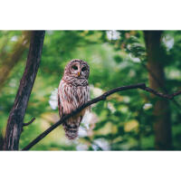 Personal One-on-One: Wildlife Photography with Bobby Stormer 15