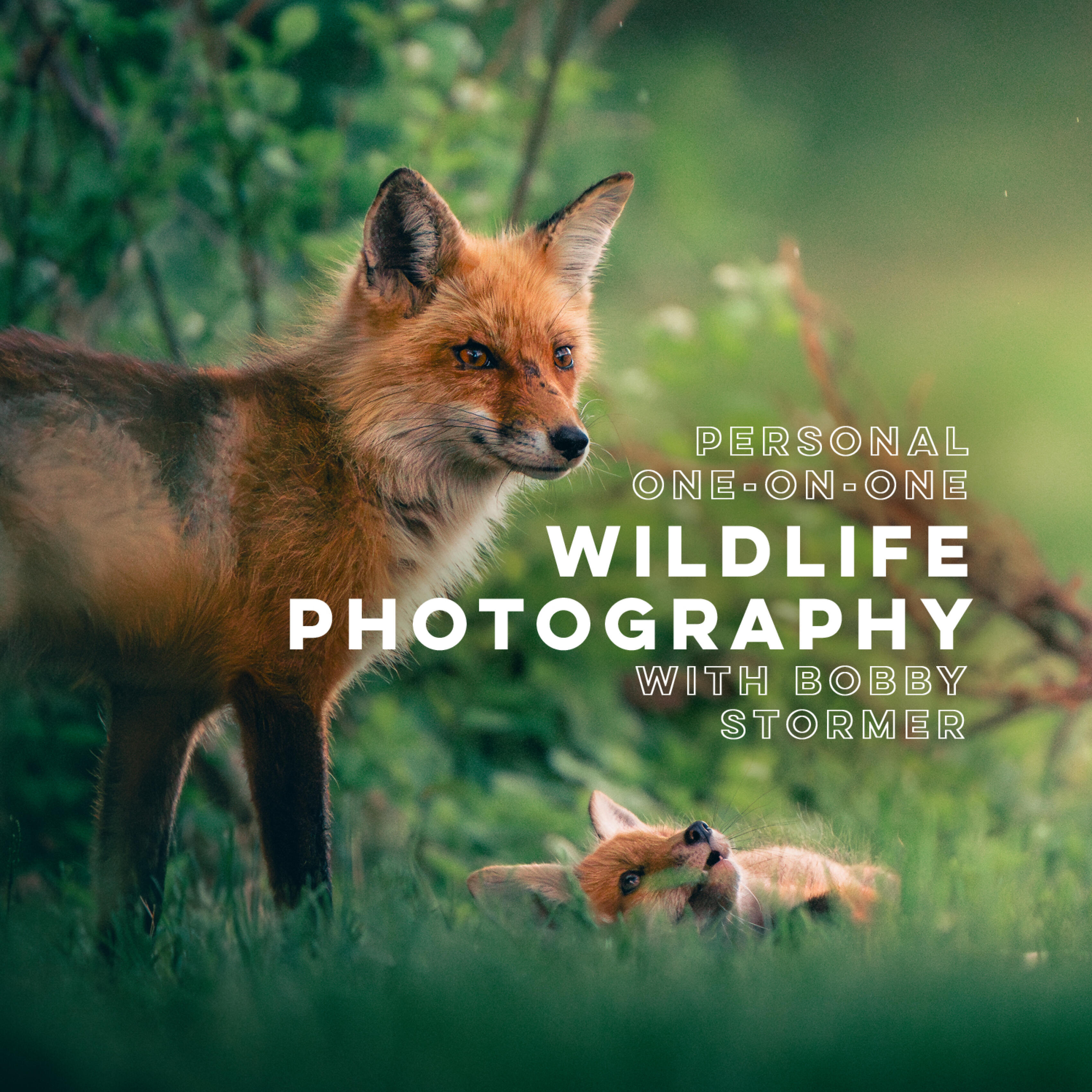 Personal One-on-One: Wildlife Photography with Bobby Stormer