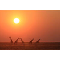 *FREE RSVP* Gallery Exhibition: Namibia 8