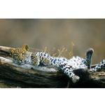 Walk on the Wild Side: The Joys of Wildlife Photography with Ron Magill 1