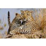Walk on the Wild Side: The Joys of Wildlife Photography with Ron Magill 2