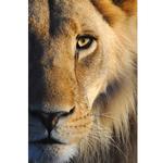 Walk on the Wild Side: The Joys of Wildlife Photography with Ron Magill 3