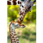 Walk on the Wild Side: The Joys of Wildlife Photography with Ron Magill 4