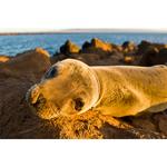 Walk on the Wild Side: The Joys of Wildlife Photography with Ron Magill 5