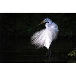 Walk on the Wild Side: The Joys of Wildlife Photography with Ron Magill 6