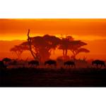 Walk on the Wild Side: The Joys of Wildlife Photography with Ron Magill 7