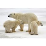 Walk on the Wild Side: The Joys of Wildlife Photography with Ron Magill 8