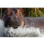 Walk on the Wild Side: The Joys of Wildlife Photography with Ron Magill 9