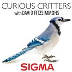 Curious Critters Opening Reception  and  Seminar with David Fitzsimmons SIGMA 0