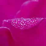 Nature Photography: Composure and Exposure with David Blinder 1