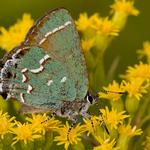 Nature Photography: Composure and Exposure with David Blinder 2