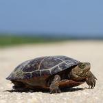 Nature Photography: Composure and Exposure with David Blinder 4