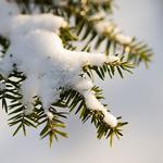 Nature Photography: Composure and Exposure with David Blinder 6