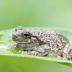 Nature Photography: Composure and Exposure with David Blinder 7