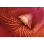Intro to Macro Photography 2