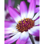 Intro to Macro Photography 3