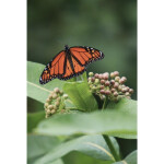 Intro to Macro Photography 4