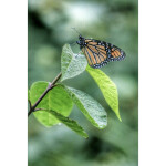 Intro to Macro Photography 5