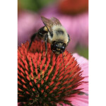 Intro to Macro Photography 6