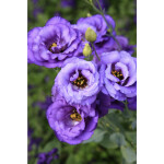 Intro to Macro Photography 8