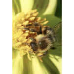 Intro to Macro Photography 9