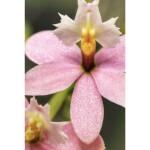 Intro to Macro Photography 10
