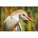 Editing and Enhancing Landscape and Nature Photography with Photoshop 1