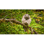 Editing and Enhancing Landscape and Nature Photography with Photoshop 7