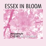 Essex in Bloom: Photographing the Cherry Blossoms 0