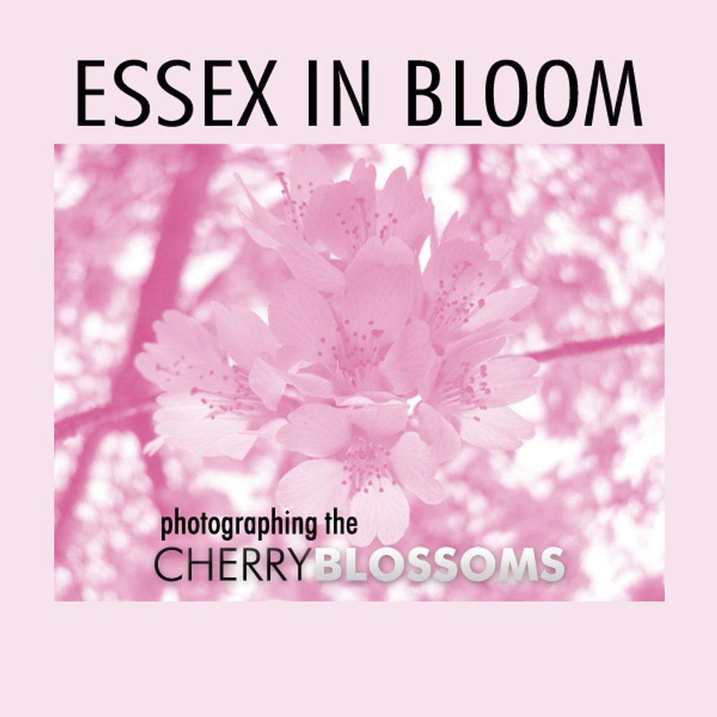 Essex in Bloom: Photographing the Cherry Blossoms