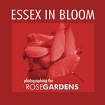 Essex in Bloom - Photographing the Rose Gardens 0