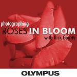 Essex in Bloom - Photographing the Rose Gardens 1