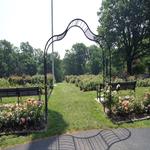 Essex in Bloom - Photographing the Rose Gardens 3