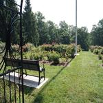 Essex in Bloom - Photographing the Rose Gardens 4