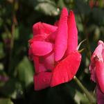 Essex in Bloom - Photographing the Rose Gardens 5