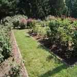 Essex in Bloom - Photographing the Rose Gardens 6