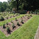 Essex in Bloom - Photographing the Rose Gardens 7