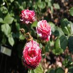 Essex in Bloom - Photographing the Rose Gardens 8